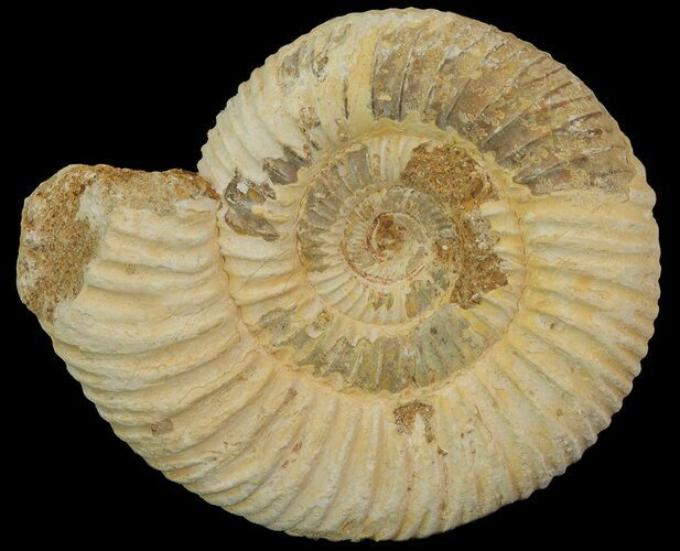 Perisphinctes Ammonite - Jurassic #68175